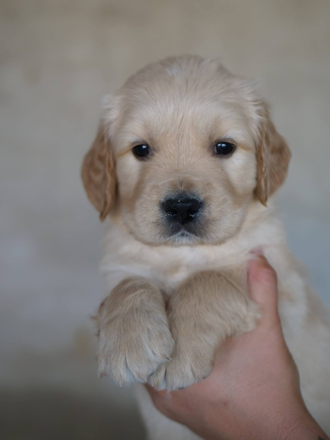 de la rivière d'opale - Chiots disponibles - Golden Retriever