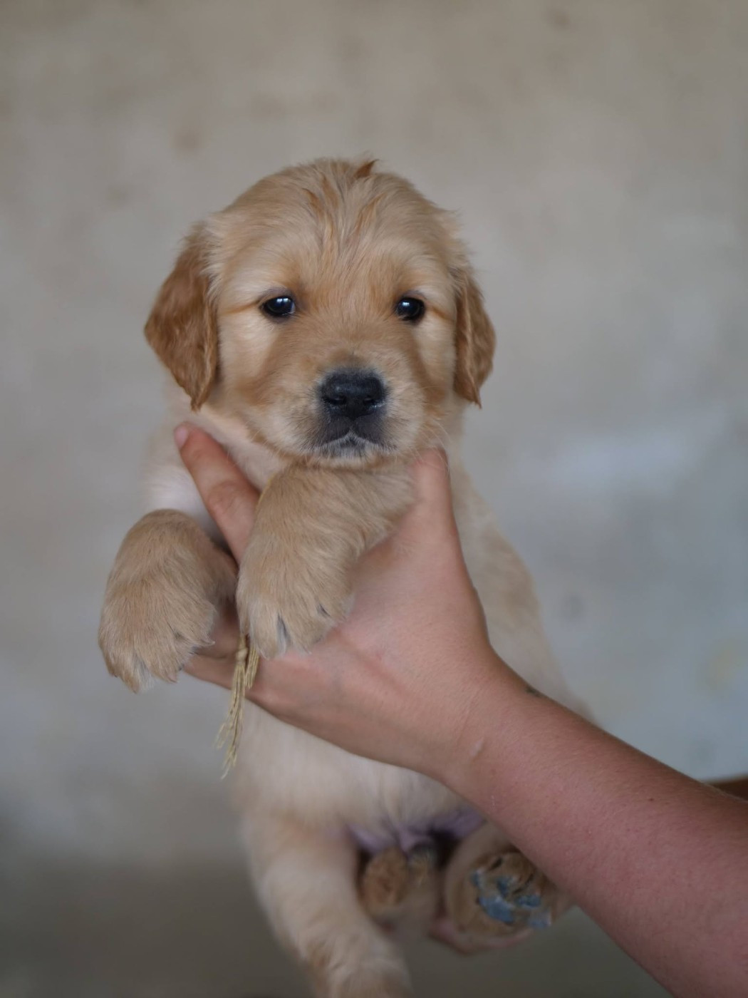 de la rivière d'opale - Chiots disponibles - Golden Retriever
