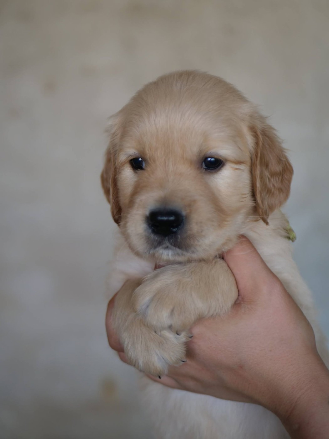 de la rivière d'opale - Chiots disponibles - Golden Retriever