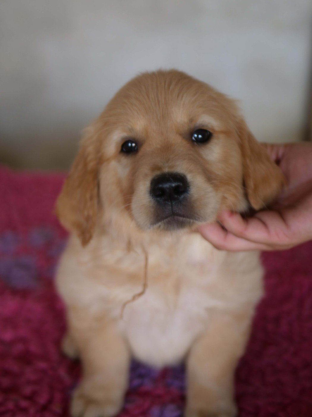 de la rivière d'opale - Chiots disponibles - Golden Retriever