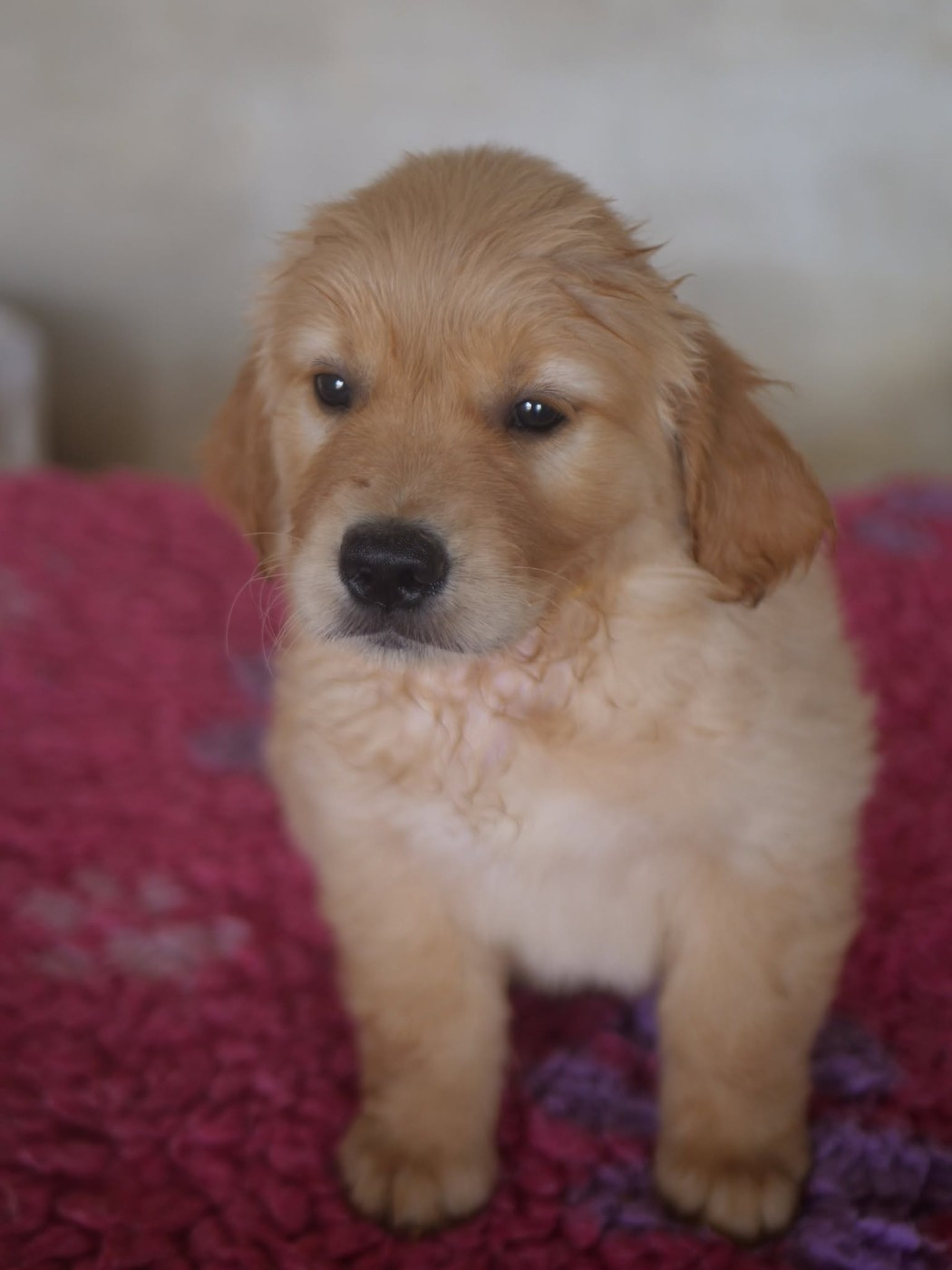 de la rivière d'opale - Chiots disponibles - Golden Retriever