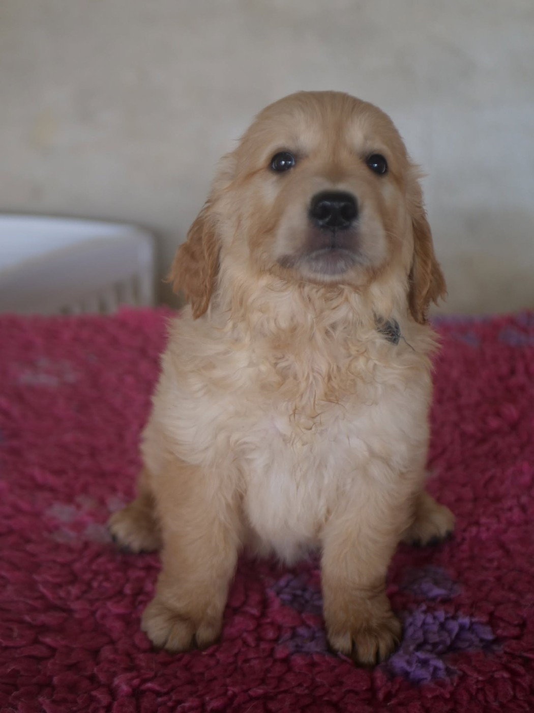 de la rivière d'opale - Chiots disponibles - Golden Retriever