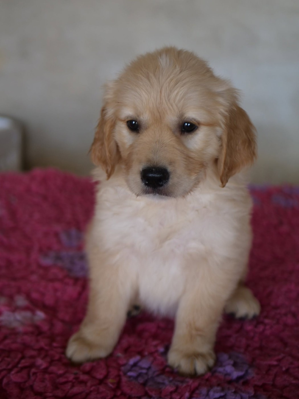 de la rivière d'opale - Chiots disponibles - Golden Retriever