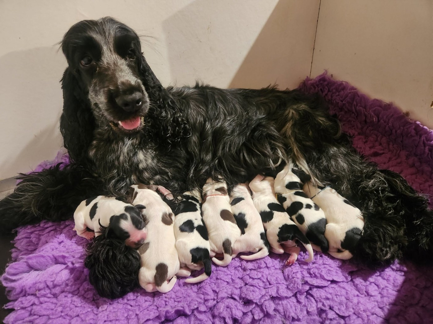 de la rivière d'opale - Chiots disponibles - Cocker Spaniel Anglais
