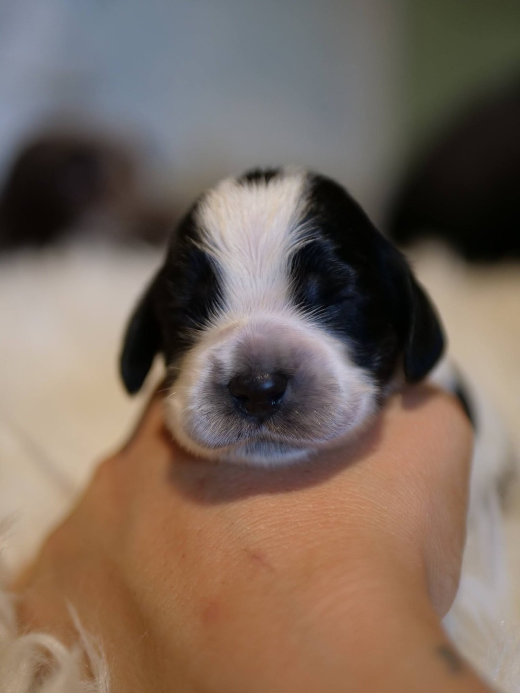 de la rivière d'opale - Chiots disponibles - Cocker Spaniel Anglais