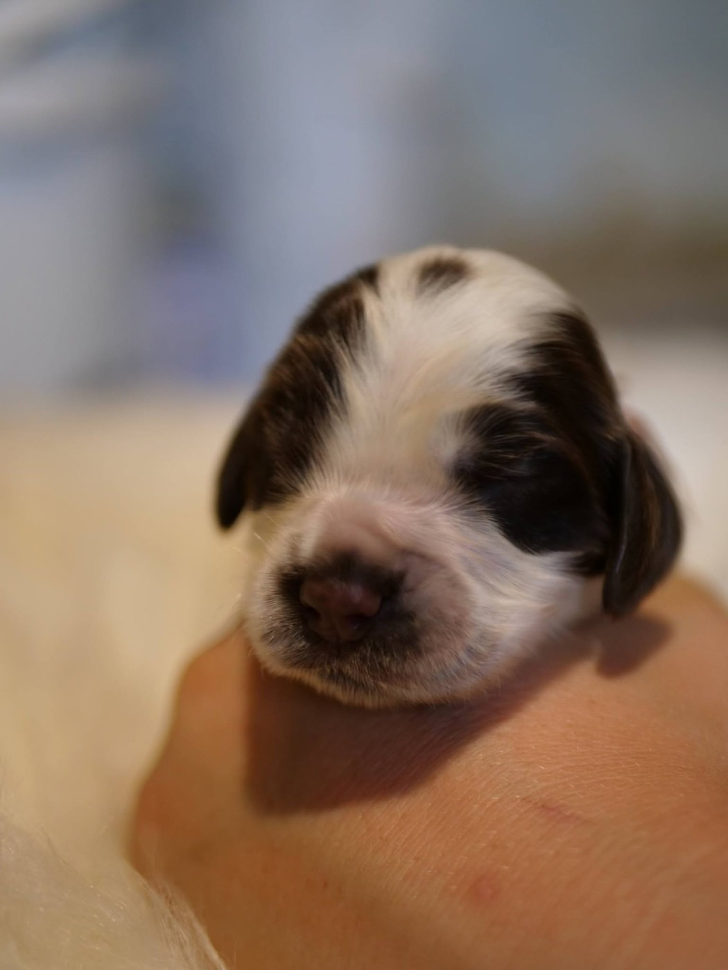 de la rivière d'opale - Chiots disponibles - Cocker Spaniel Anglais