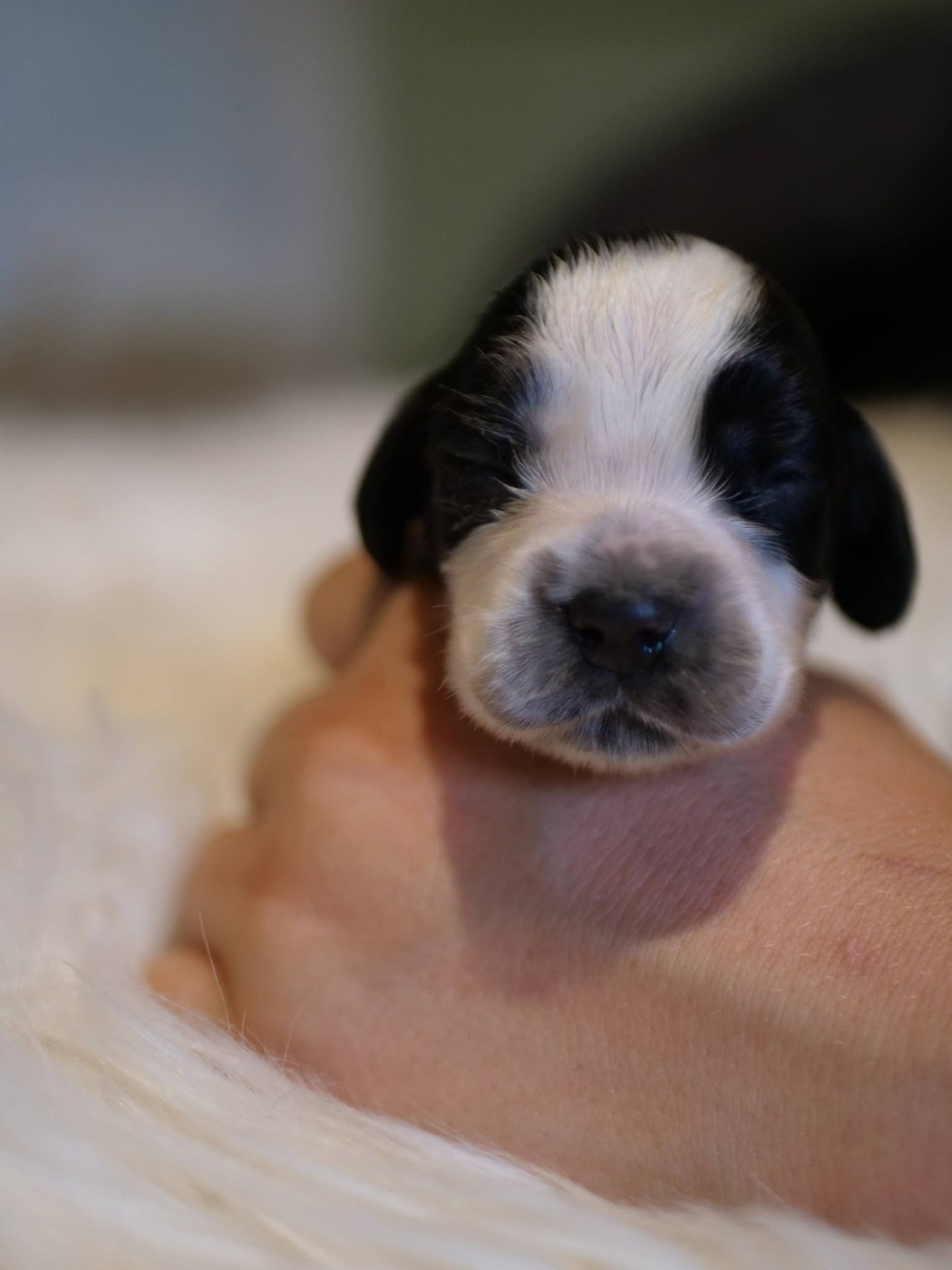 de la rivière d'opale - Chiots disponibles - Cocker Spaniel Anglais