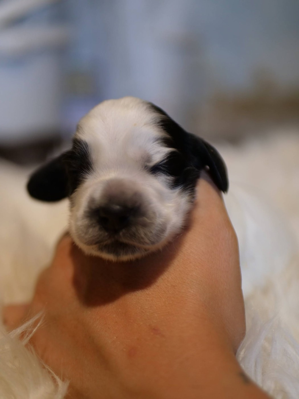 de la rivière d'opale - Chiots disponibles - Cocker Spaniel Anglais