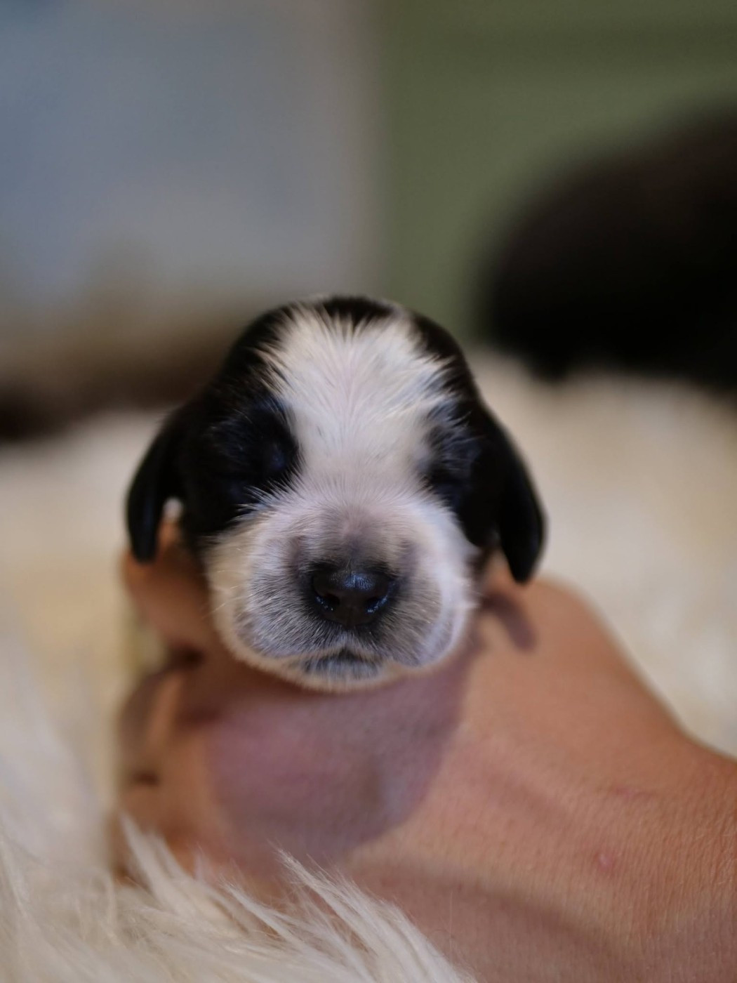 de la rivière d'opale - Chiots disponibles - Cocker Spaniel Anglais