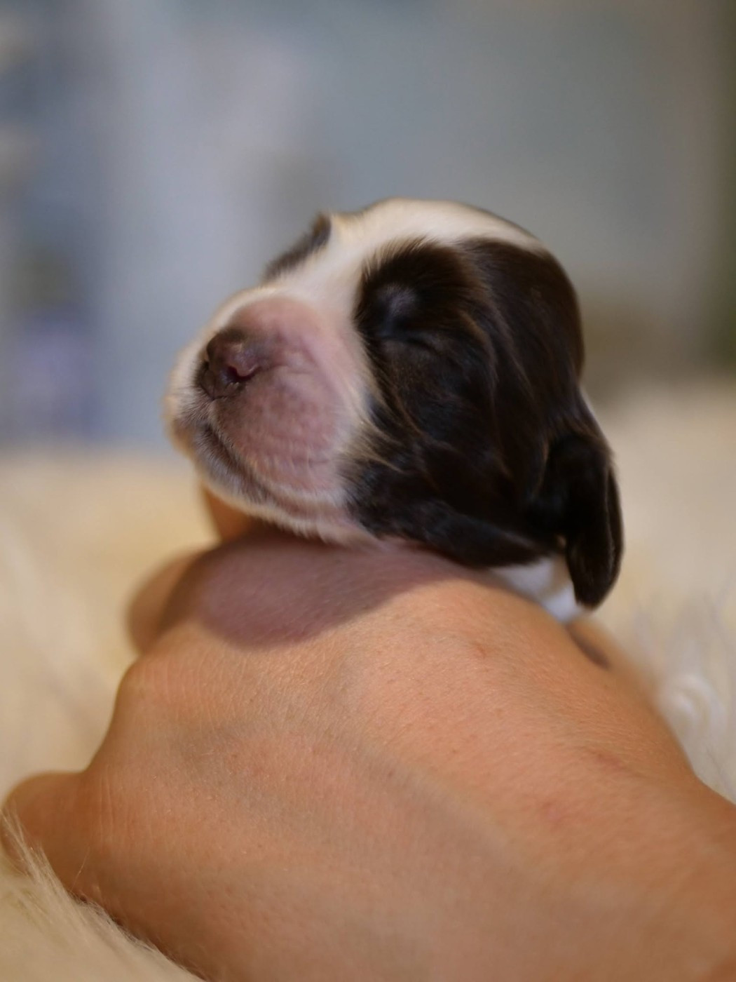 de la rivière d'opale - Chiots disponibles - Cocker Spaniel Anglais