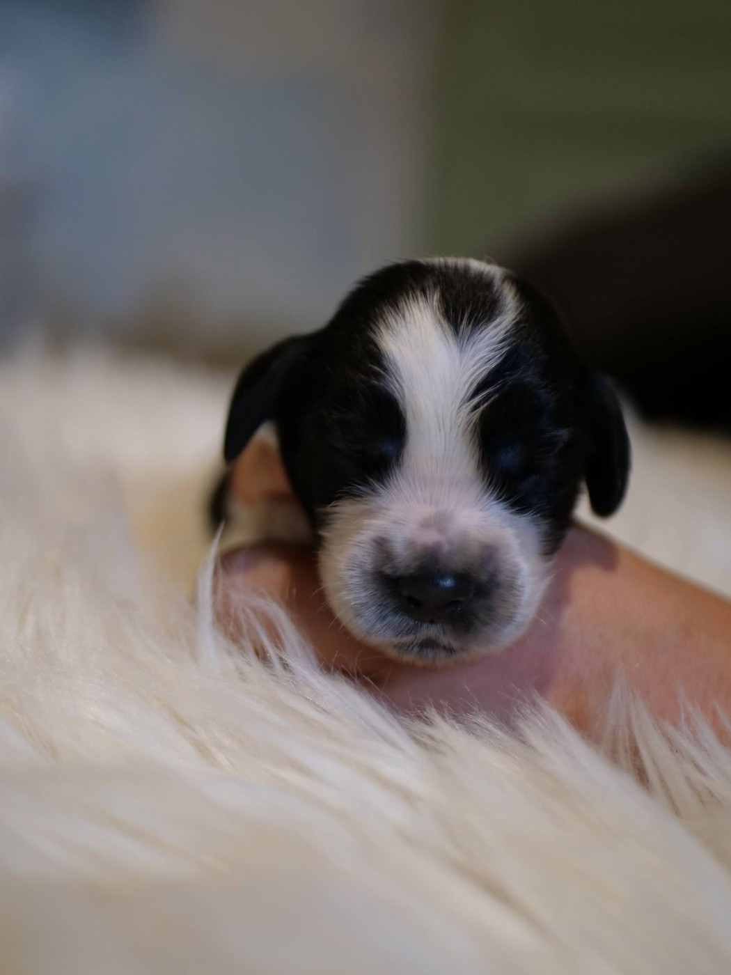 de la rivière d'opale - Chiots disponibles - Cocker Spaniel Anglais