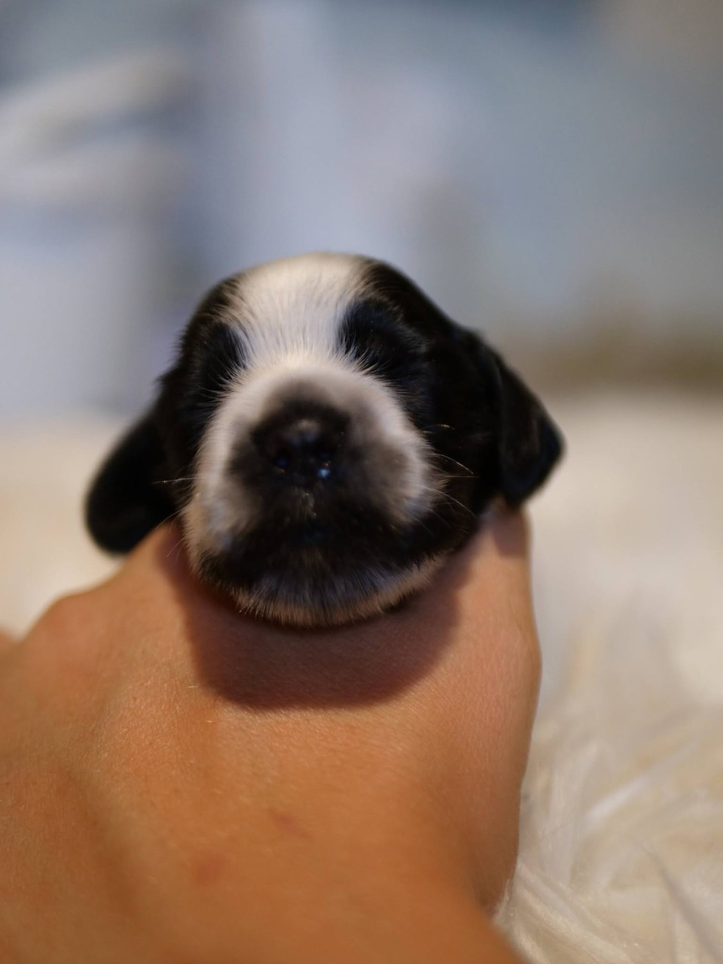 de la rivière d'opale - Chiots disponibles - Cocker Spaniel Anglais