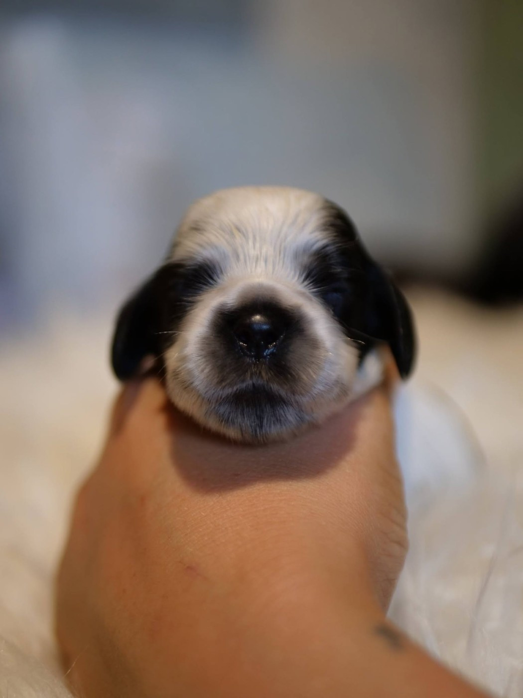 de la rivière d'opale - Chiots disponibles - Cocker Spaniel Anglais