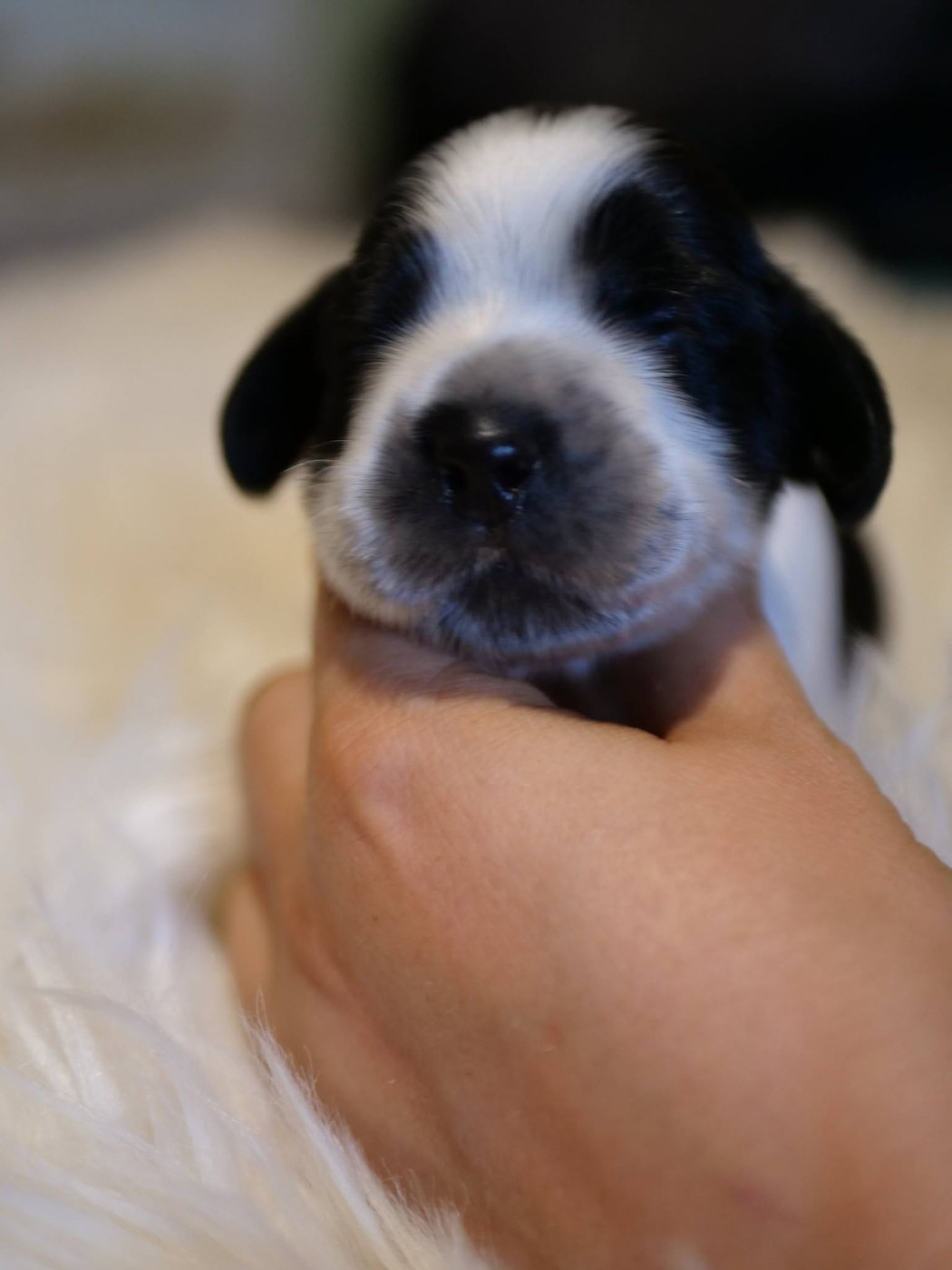 de la rivière d'opale - Chiots disponibles - Cocker Spaniel Anglais