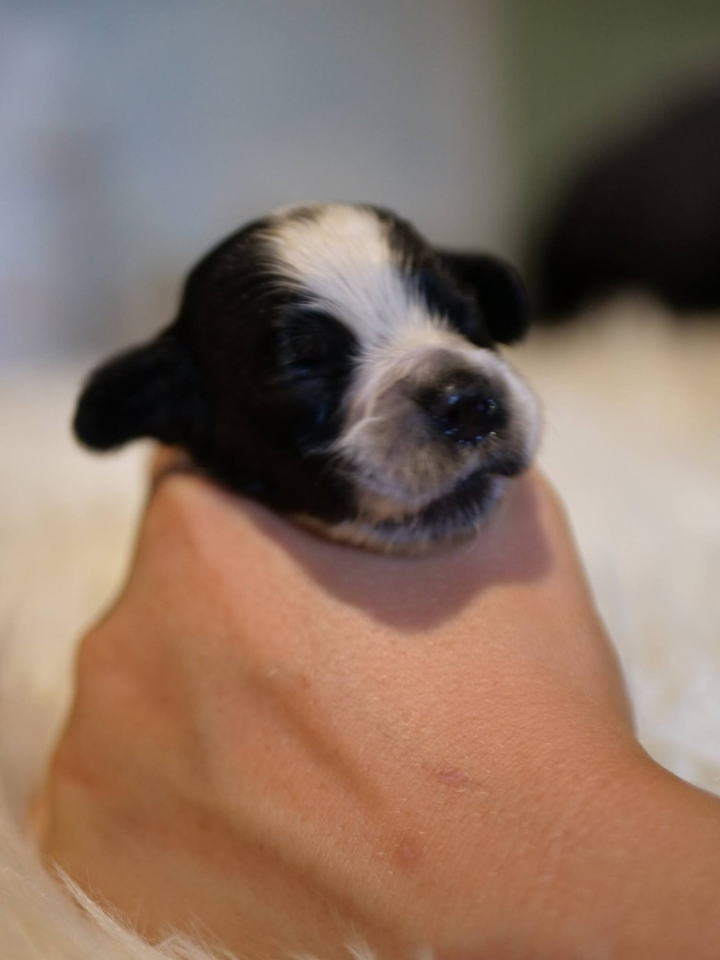 de la rivière d'opale - Chiots disponibles - Cocker Spaniel Anglais