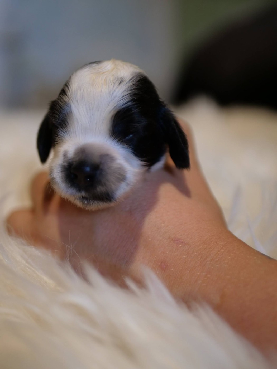 de la rivière d'opale - Chiots disponibles - Cocker Spaniel Anglais