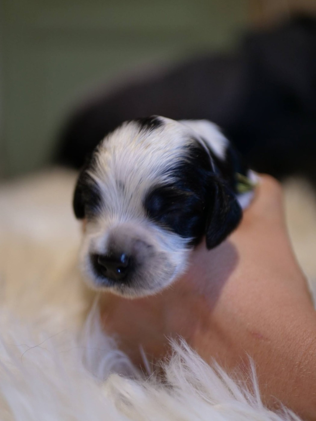 de la rivière d'opale - Chiots disponibles - Cocker Spaniel Anglais