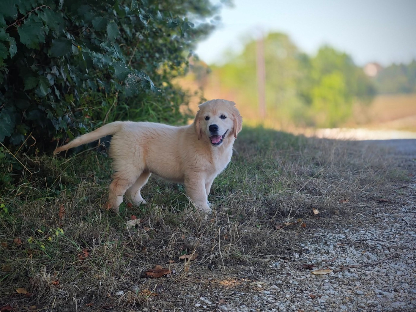 de la rivière d'opale - Chiots disponibles - Golden Retriever
