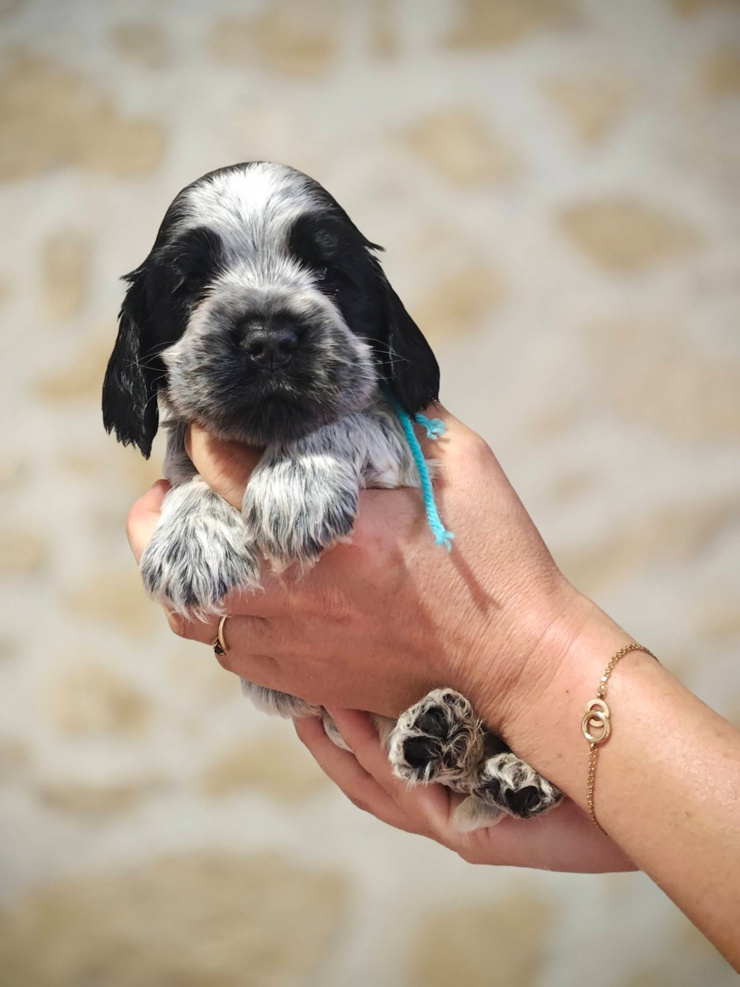 de la rivière d'opale - Chiots disponibles - Cocker Spaniel Anglais