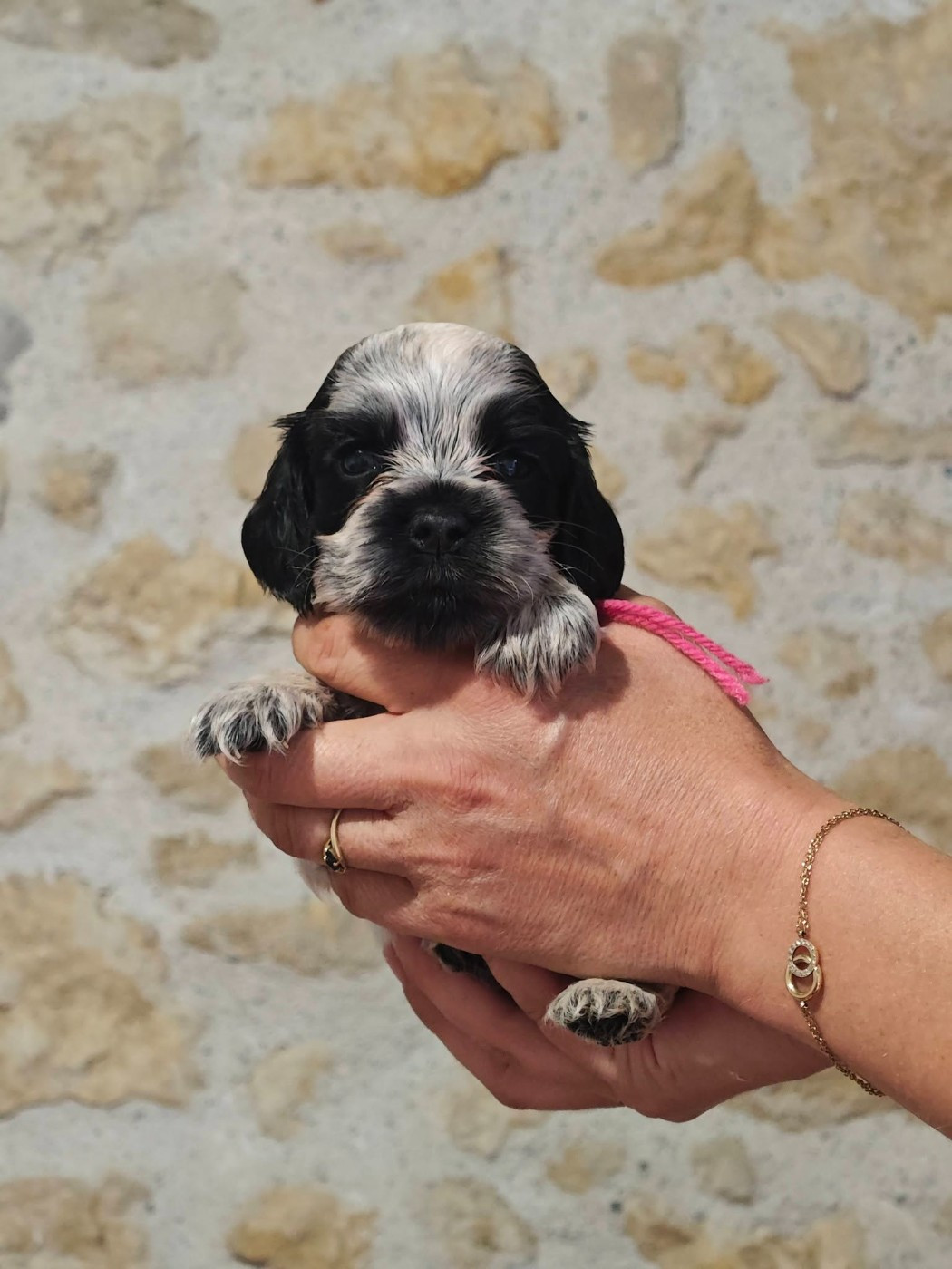 de la rivière d'opale - Chiots disponibles - Cocker Spaniel Anglais