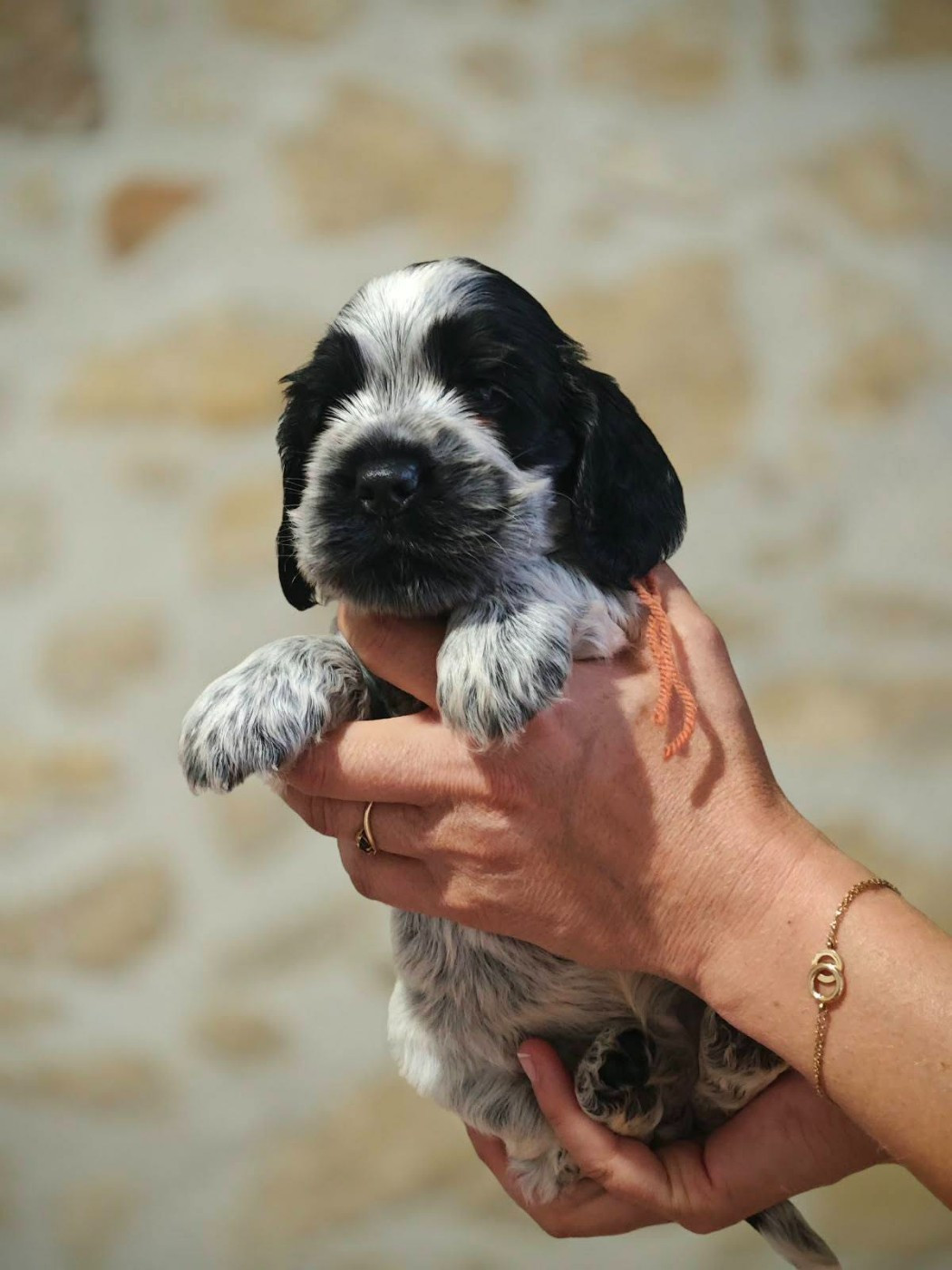 de la rivière d'opale - Chiots disponibles - Cocker Spaniel Anglais
