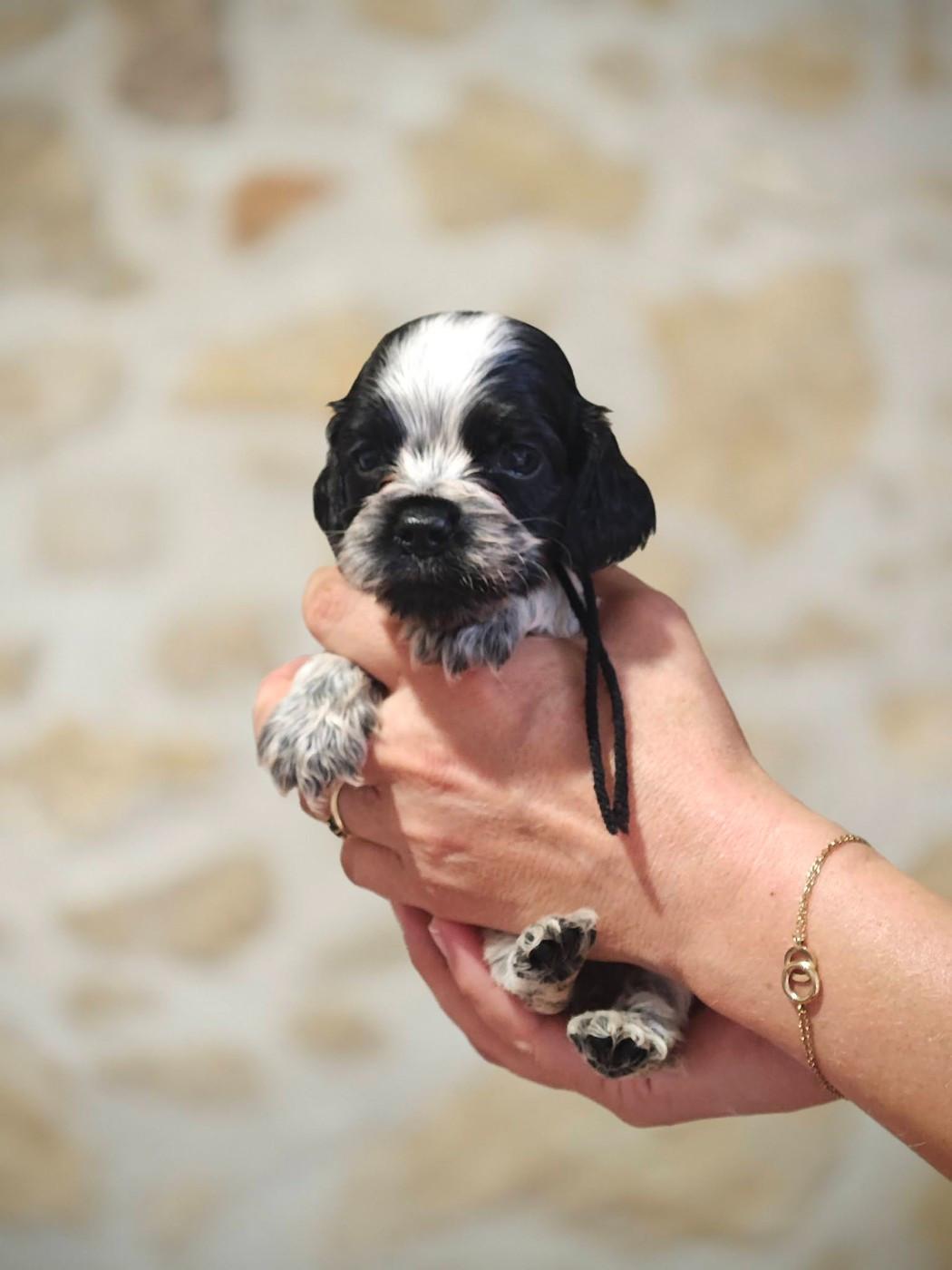 de la rivière d'opale - Chiots disponibles - Cocker Spaniel Anglais