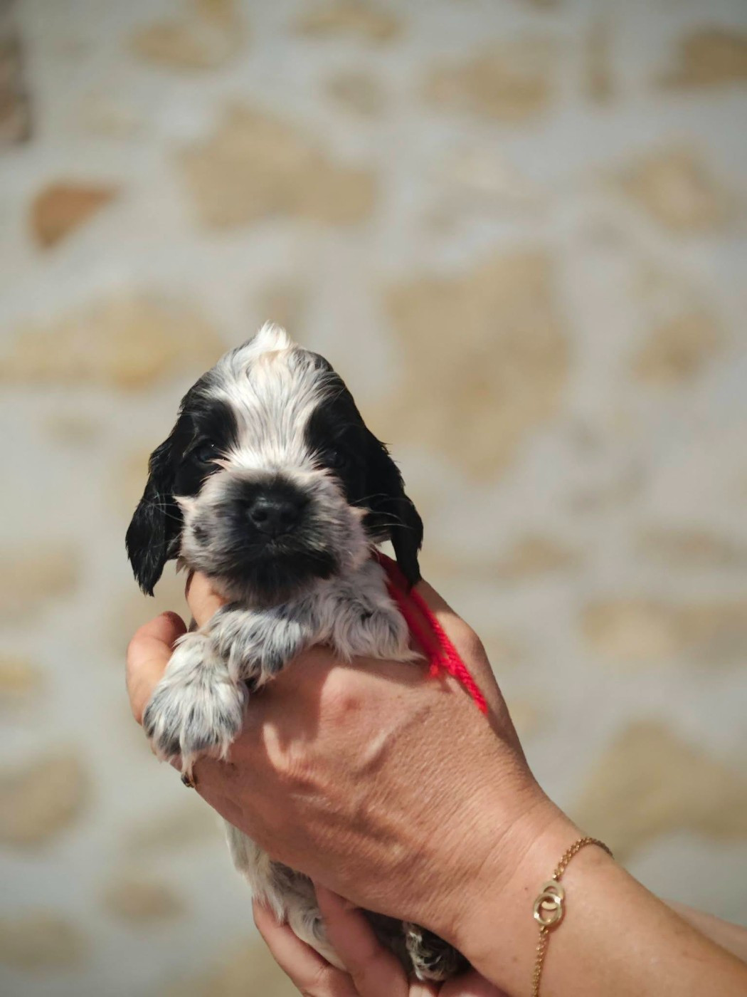 de la rivière d'opale - Chiots disponibles - Cocker Spaniel Anglais