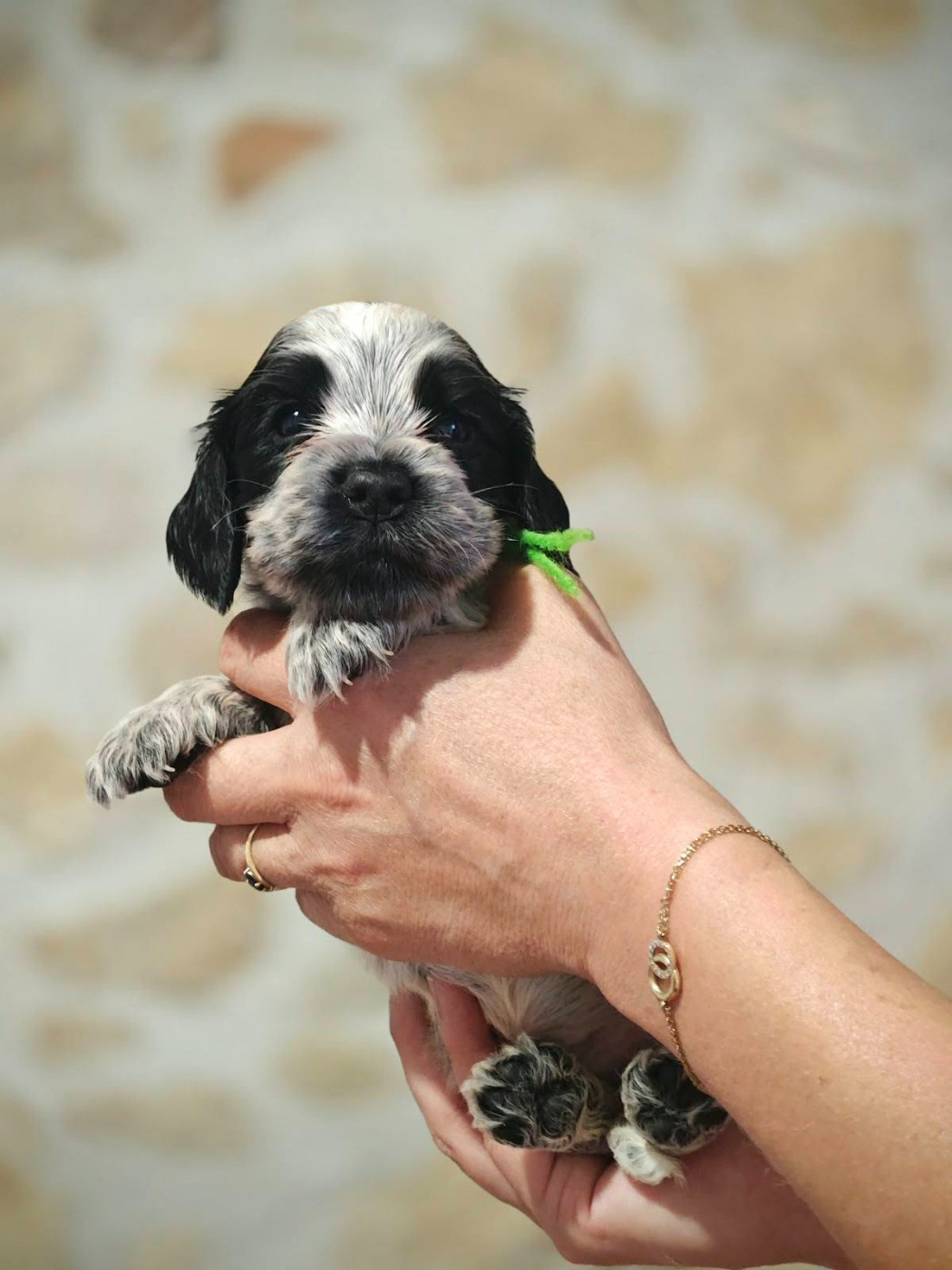 de la rivière d'opale - Chiots disponibles - Cocker Spaniel Anglais