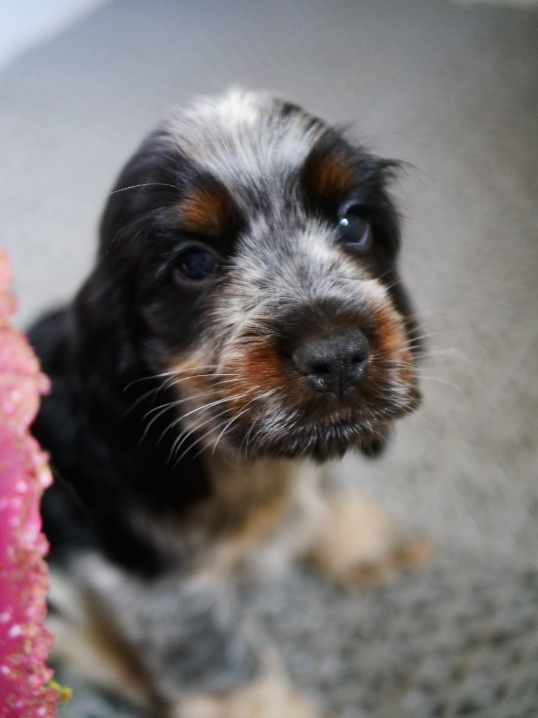 de la rivière d'opale - Chiots disponibles - Cocker Spaniel Anglais