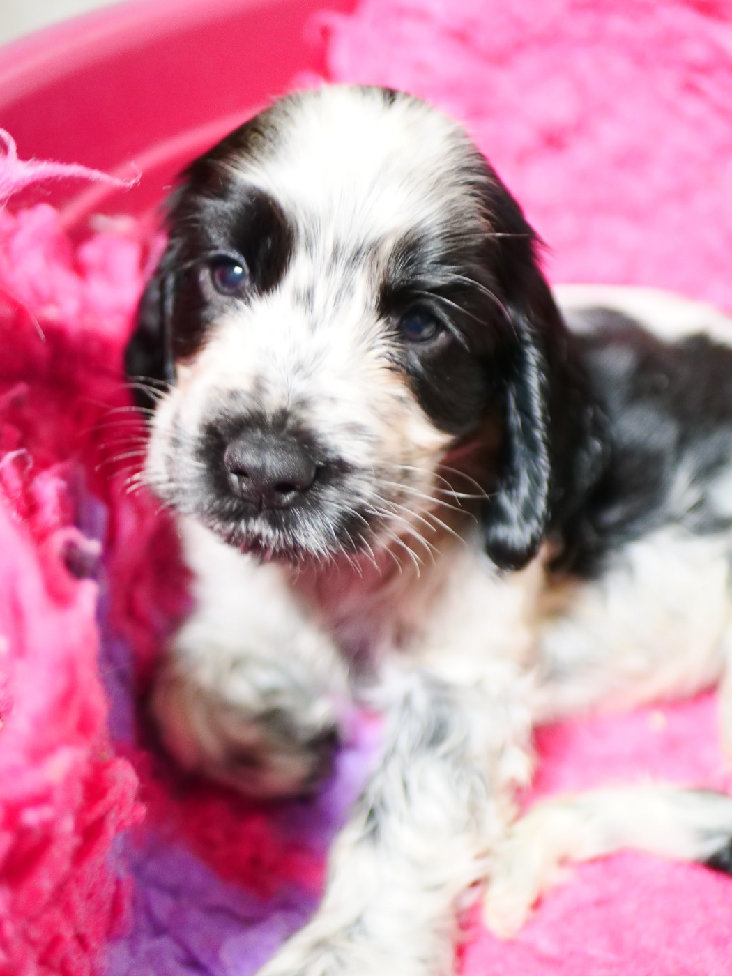 de la rivière d'opale - Chiots disponibles - Cocker Spaniel Anglais