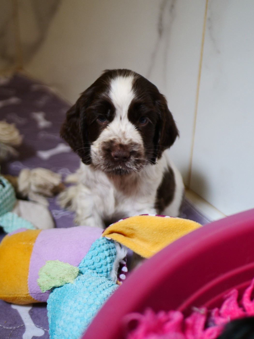 de la rivière d'opale - Chiots disponibles - Cocker Spaniel Anglais