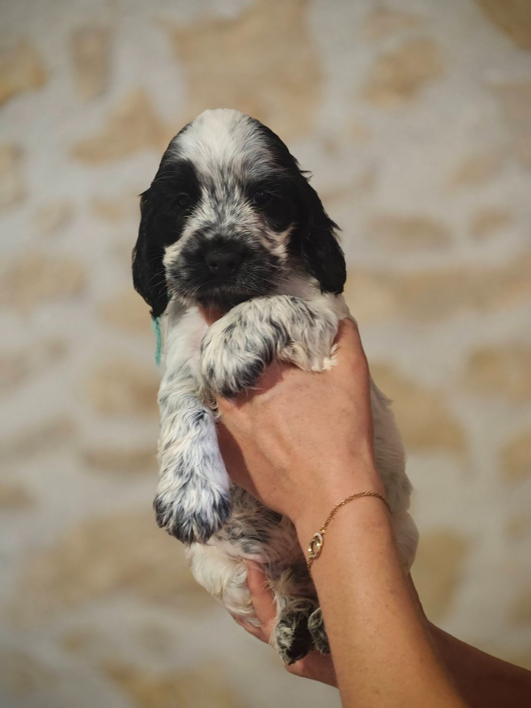 de la rivière d'opale - Chiots disponibles - Cocker Spaniel Anglais