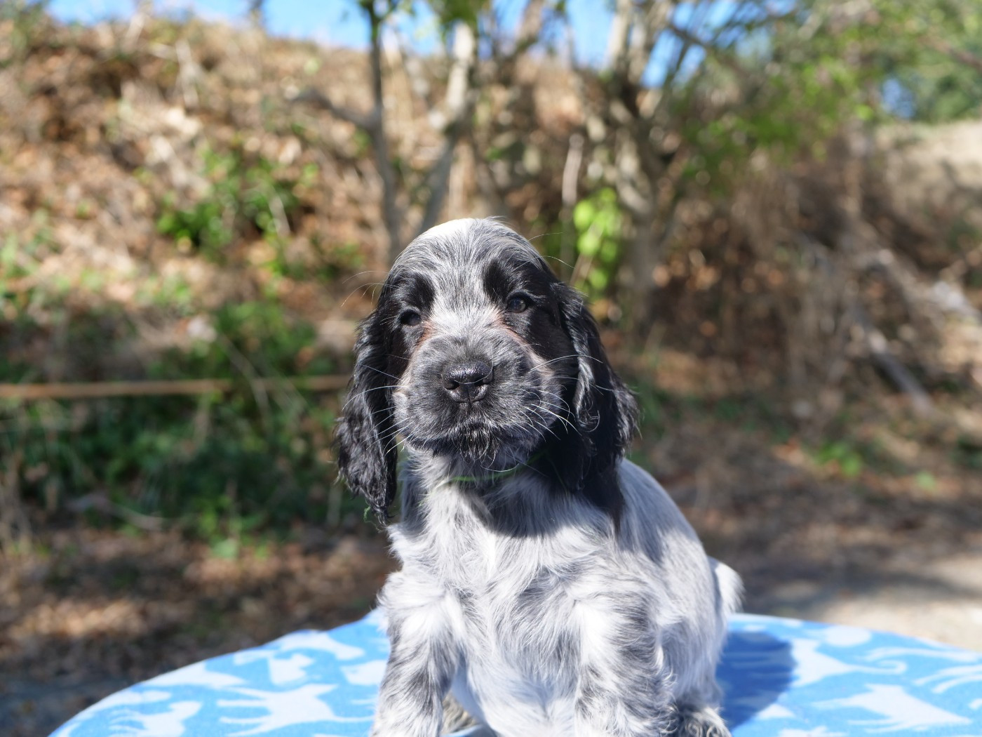 de la rivière d'opale - Chiots disponibles - Cocker Spaniel Anglais