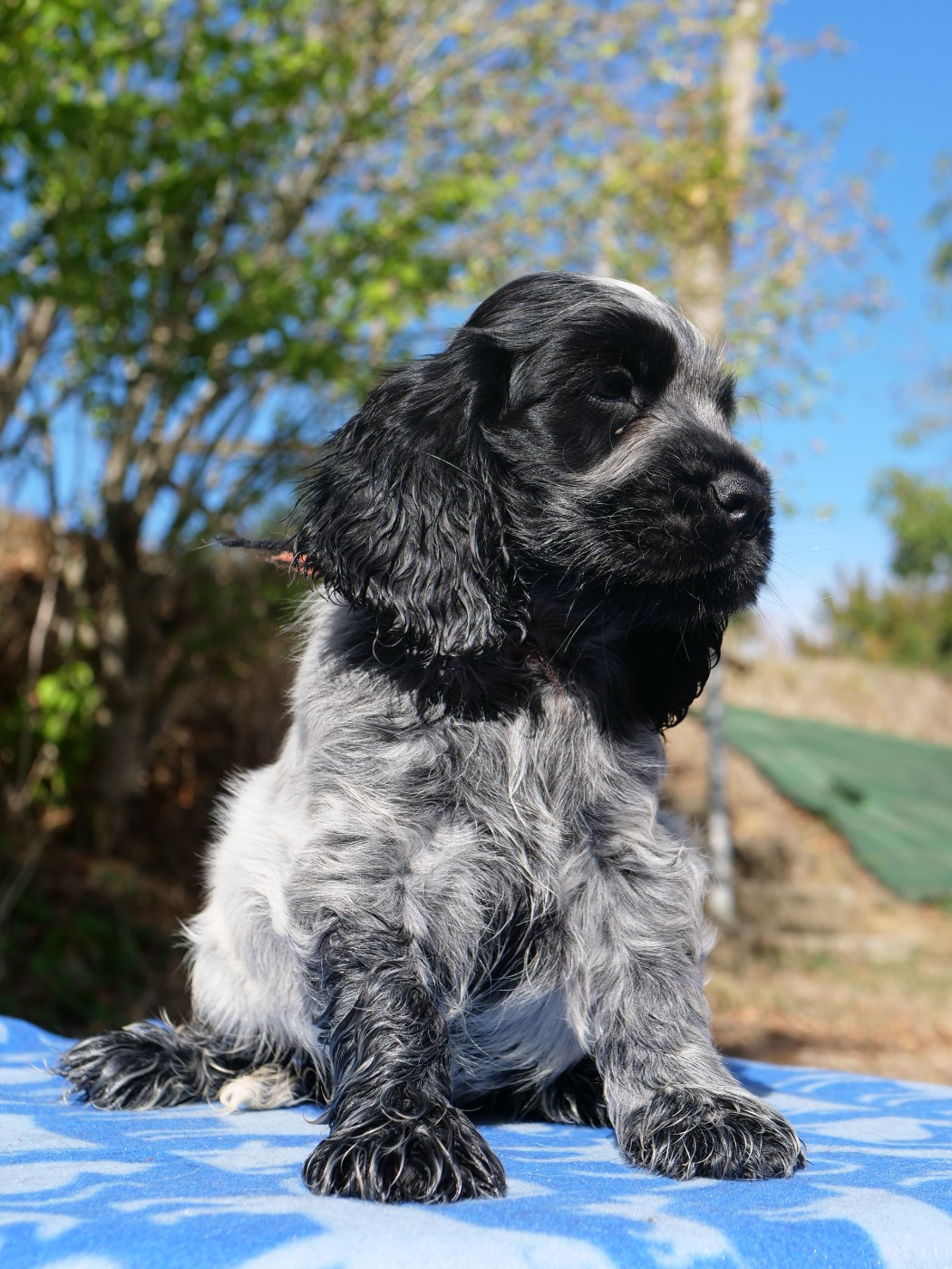 de la rivière d'opale - Chiots disponibles - Cocker Spaniel Anglais