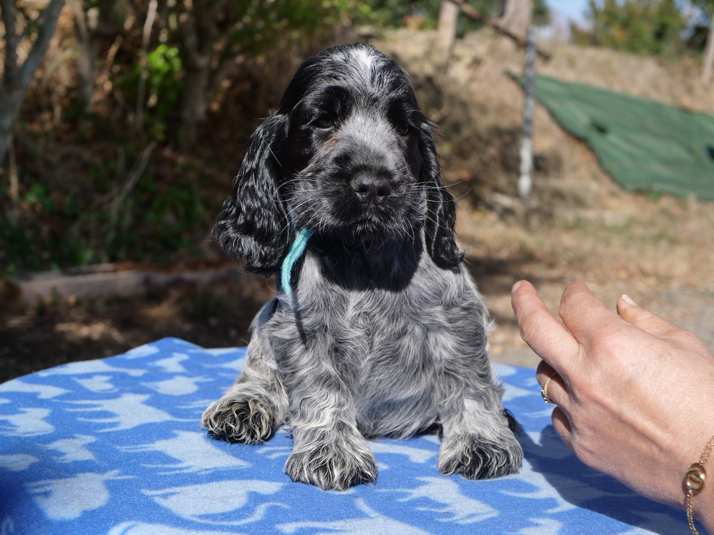 de la rivière d'opale - Chiots disponibles - Cocker Spaniel Anglais