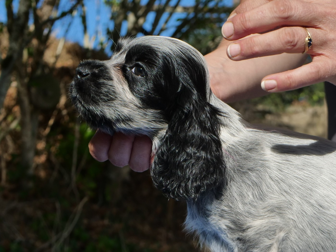 de la rivière d'opale - Chiots disponibles - Cocker Spaniel Anglais