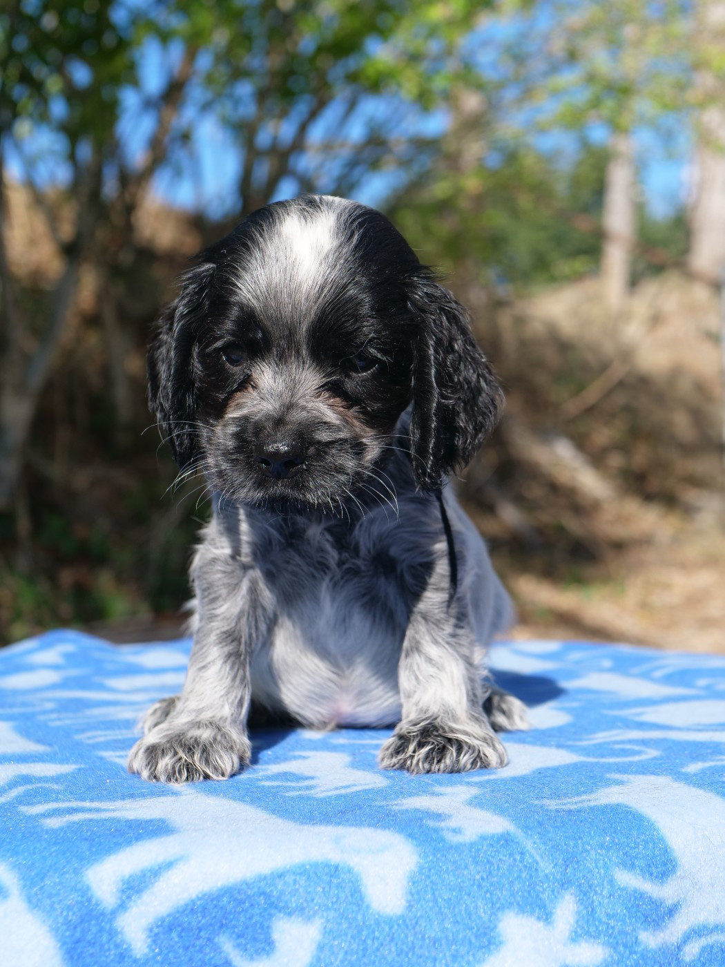 de la rivière d'opale - Chiots disponibles - Cocker Spaniel Anglais