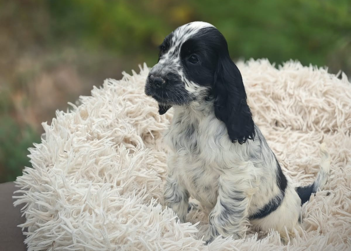 de la rivière d'opale - Chiots disponibles - Cocker Spaniel Anglais