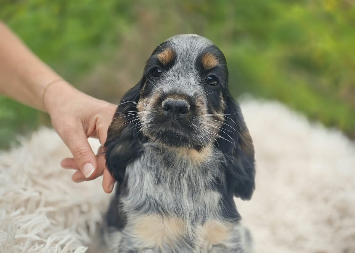 de la rivière d'opale - Chiots disponibles - Cocker Spaniel Anglais