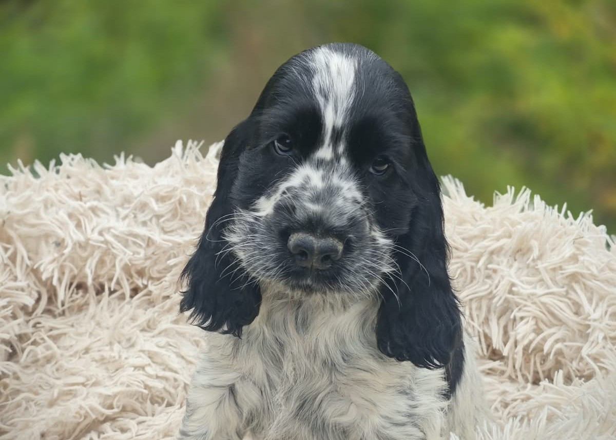 de la rivière d'opale - Chiots disponibles - Cocker Spaniel Anglais