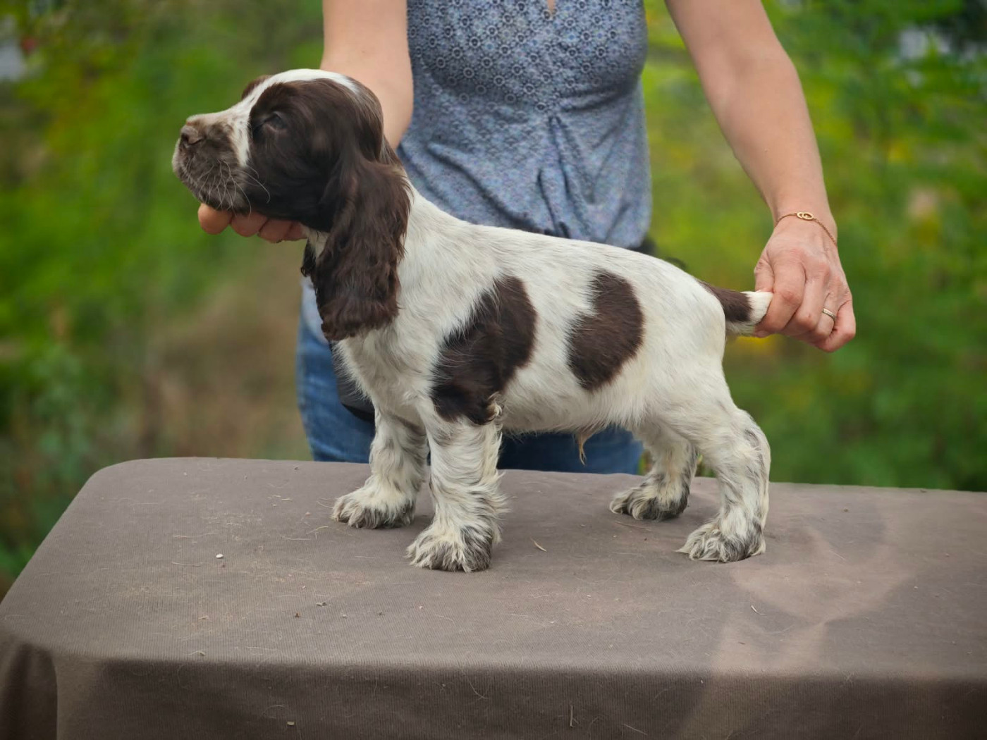 de la rivière d'opale - Chiots disponibles - Cocker Spaniel Anglais