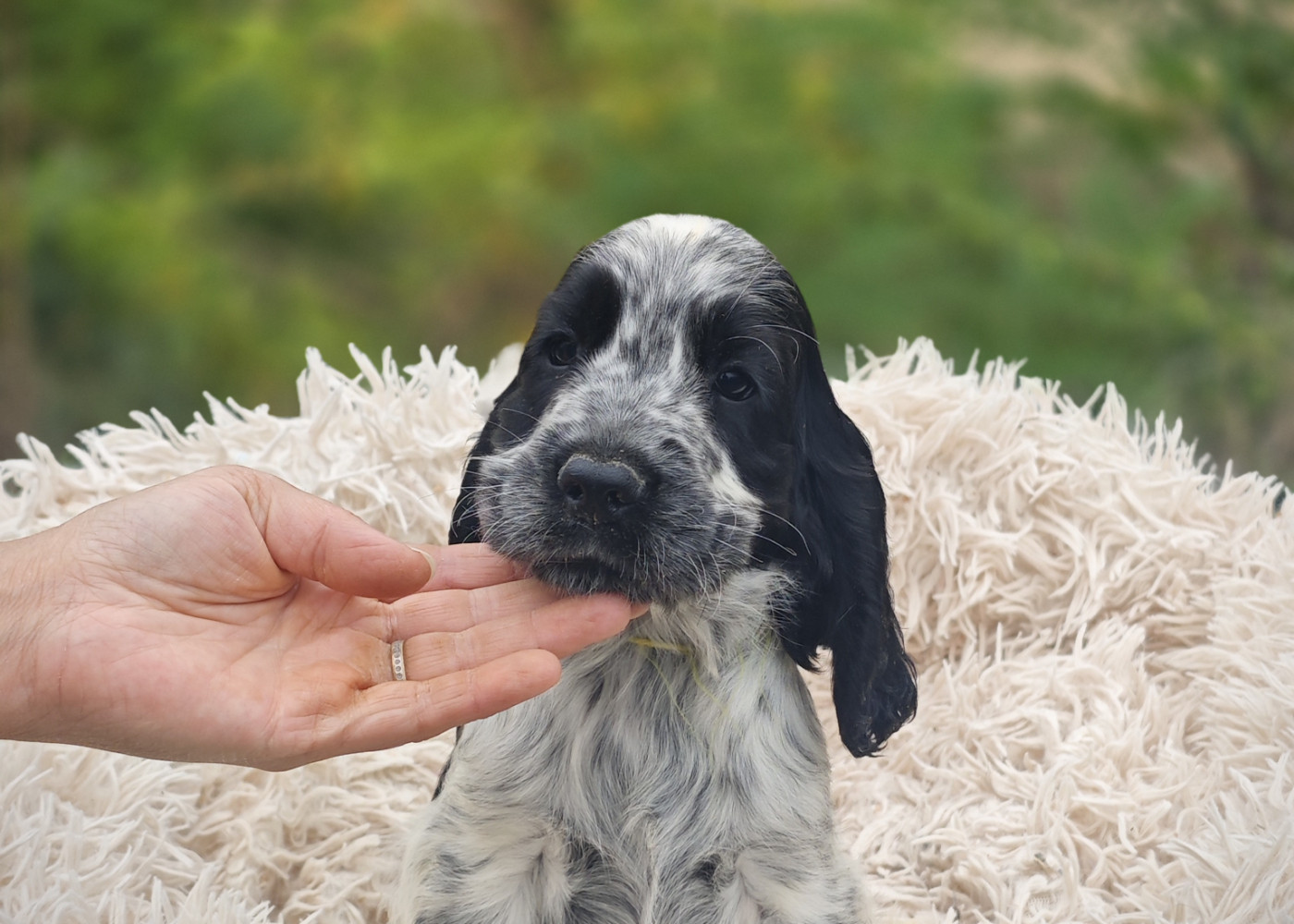 de la rivière d'opale - Chiots disponibles - Cocker Spaniel Anglais