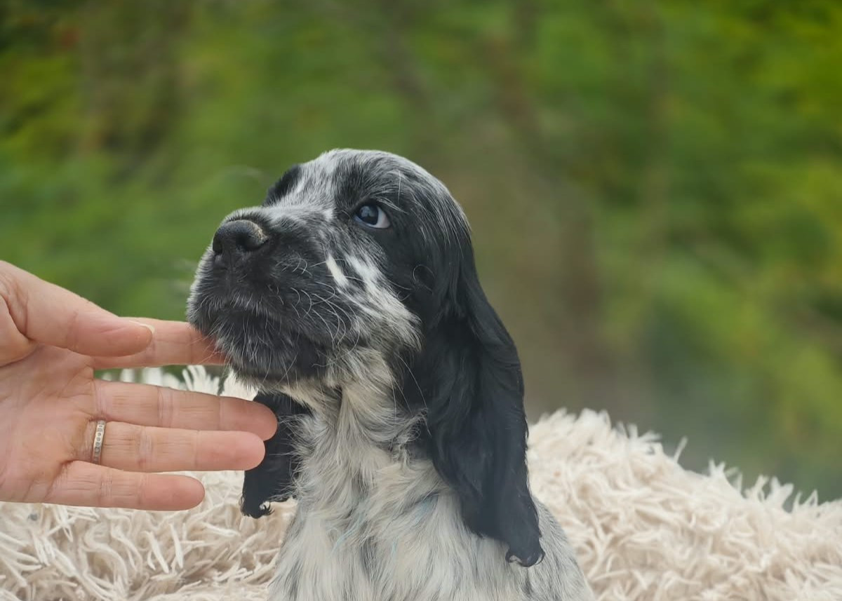 de la rivière d'opale - Chiots disponibles - Cocker Spaniel Anglais