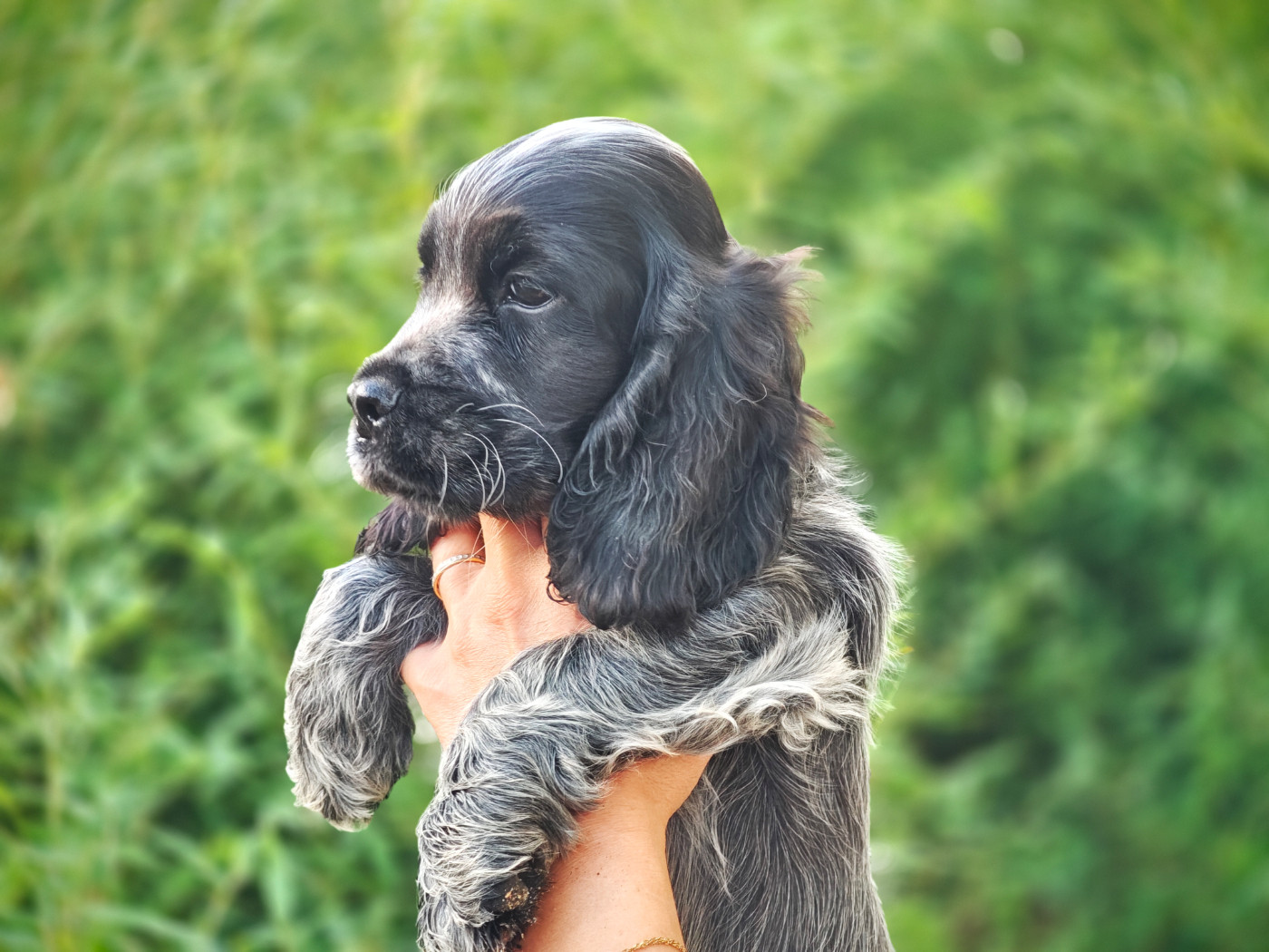 de la rivière d'opale - Chiots disponibles - Cocker Spaniel Anglais