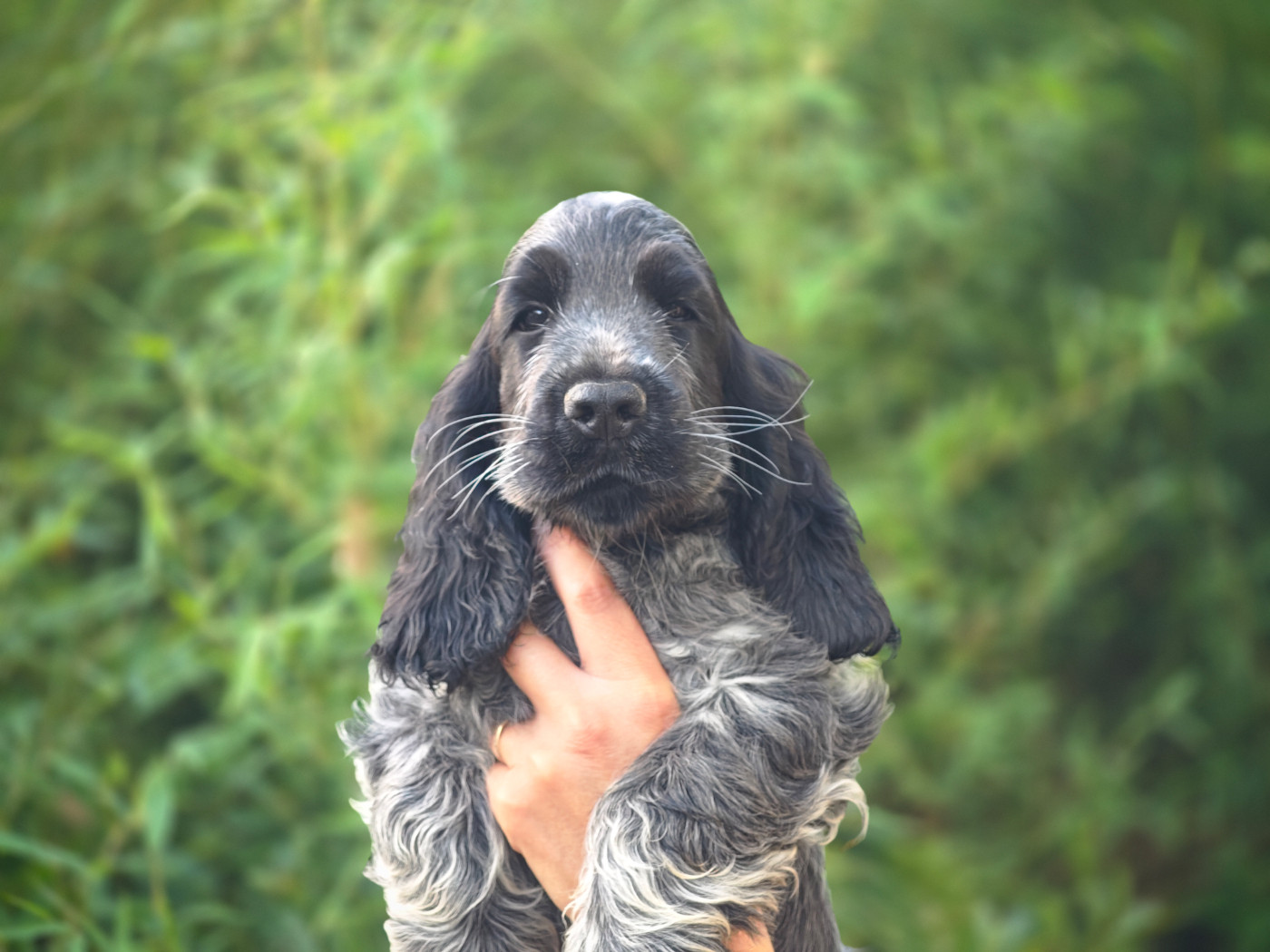 de la rivière d'opale - Chiots disponibles - Cocker Spaniel Anglais