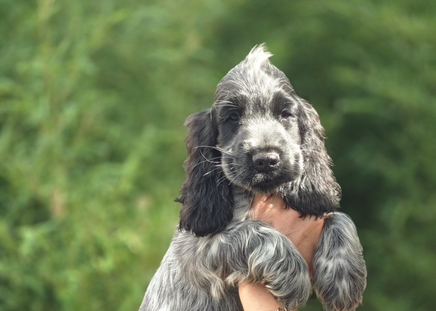 de la rivière d'opale - Chiots disponibles - Cocker Spaniel Anglais