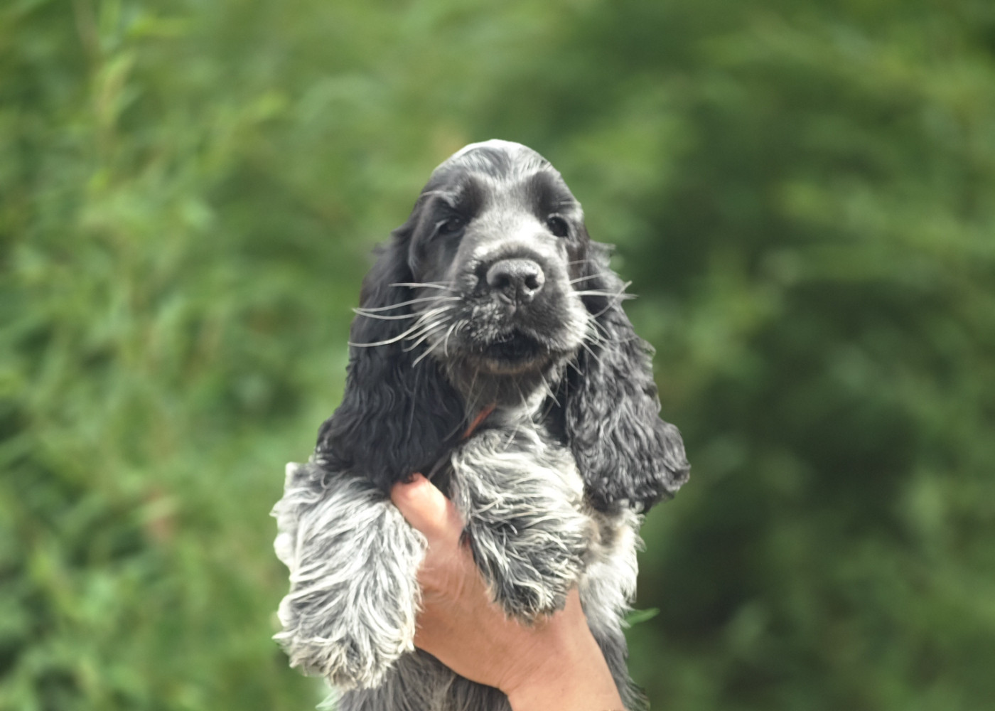 de la rivière d'opale - Chiots disponibles - Cocker Spaniel Anglais