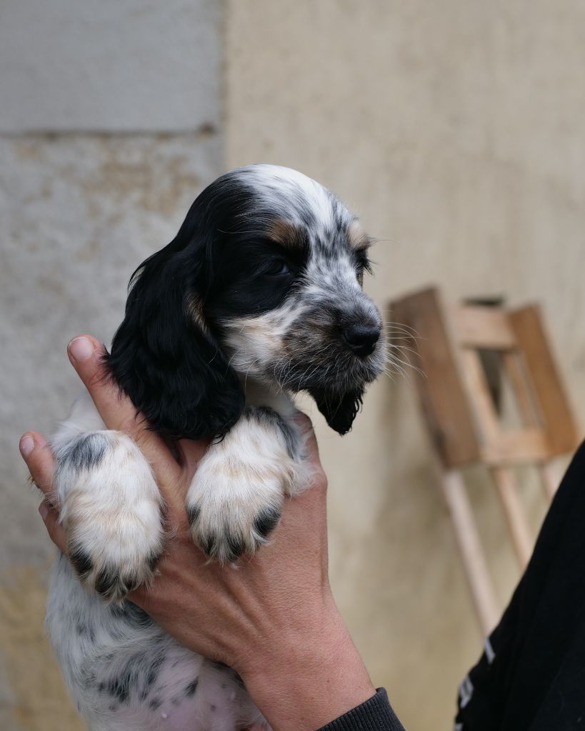 de la rivière d'opale - Chiots disponibles - Cocker Spaniel Anglais