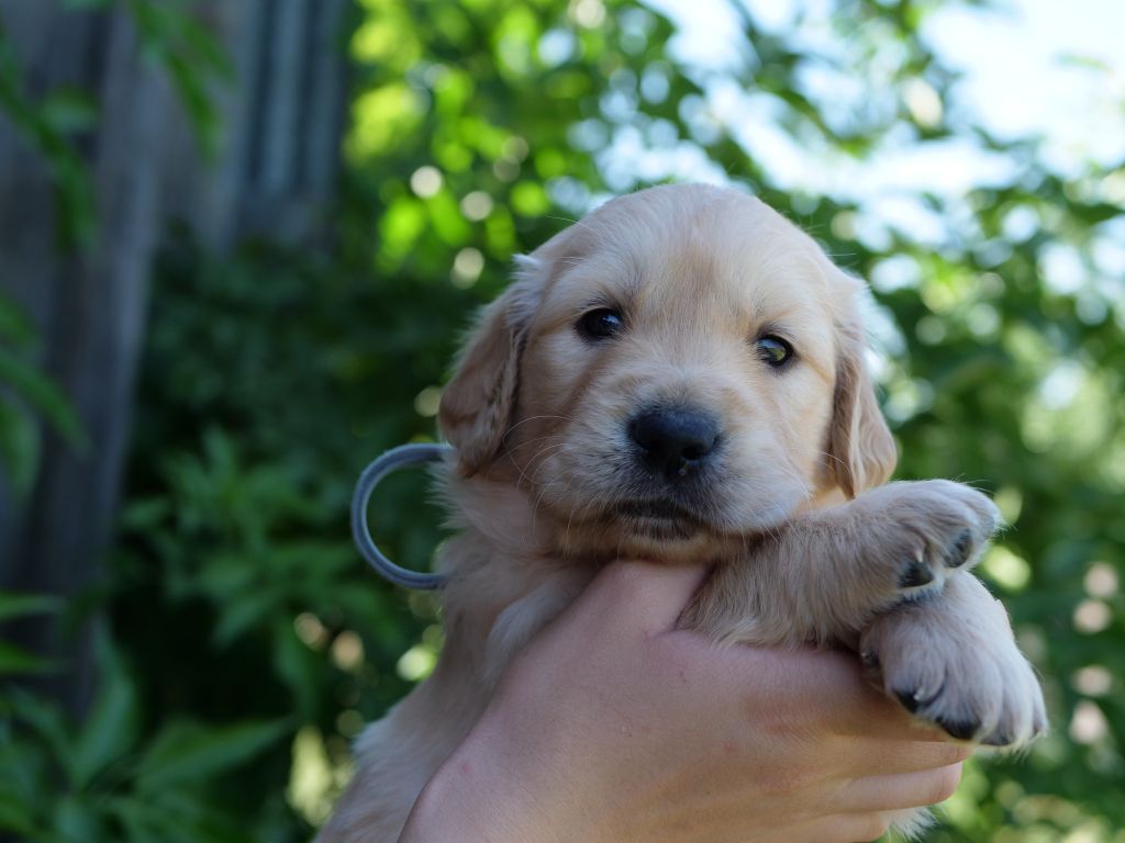 de la rivière d'opale - Chiots disponibles - Golden Retriever