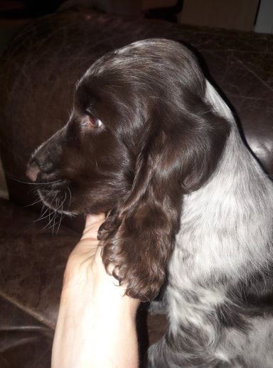 de la rivière d'opale - Cocker Spaniel Anglais - Portée née le 15/05/2019